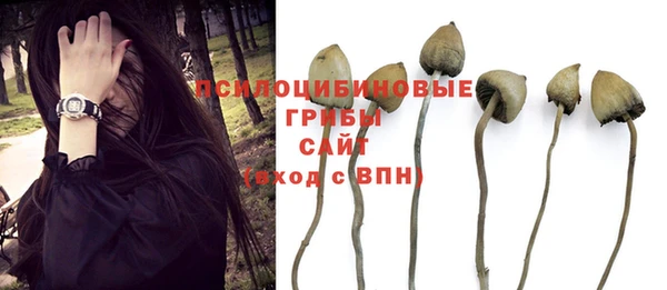 PSILOCYBIN Белокуриха