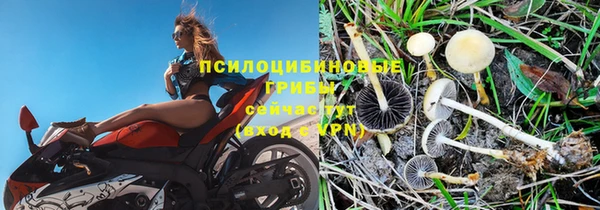 PSILOCYBIN Белокуриха